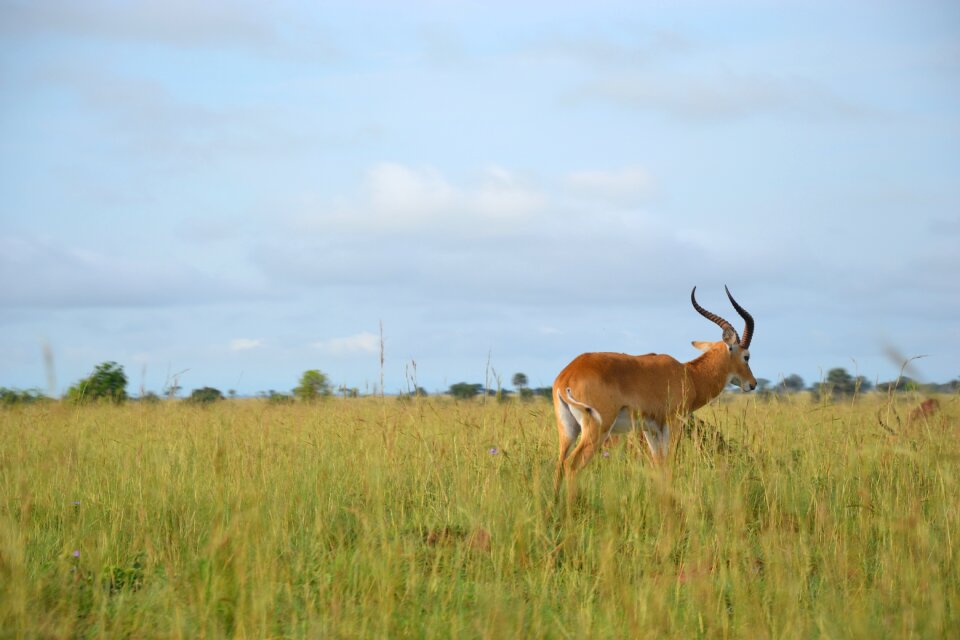 Wild life uganda buschbock