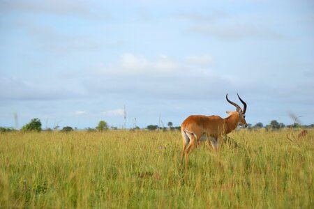 Wild life uganda buschbock