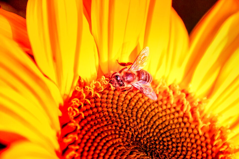 Flower bee wing