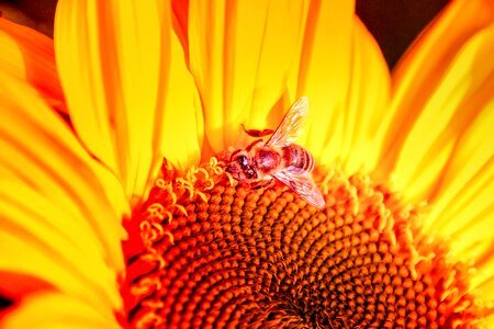 Flower bee wing photo
