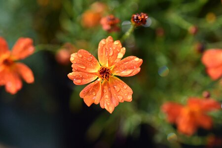 Garden summer petal photo