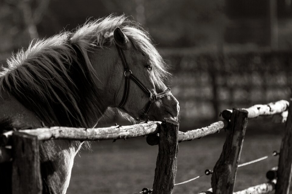 Coupling horse head paddock