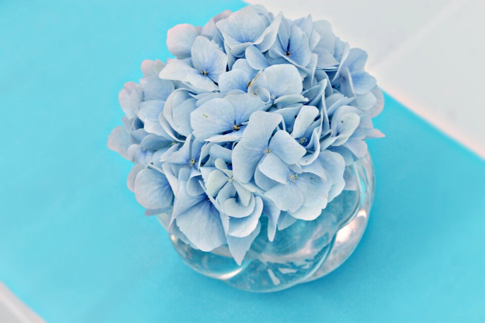 Plant light blue hydrangea flower