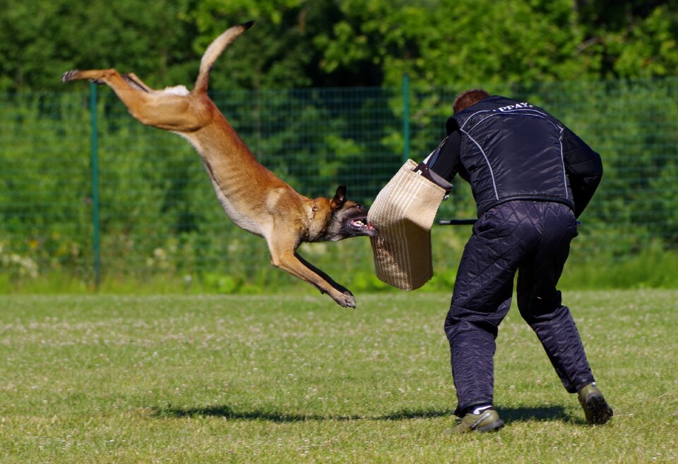 Attack competition dog