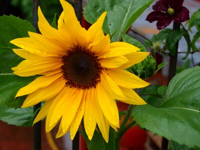 Sunflower rain yellow