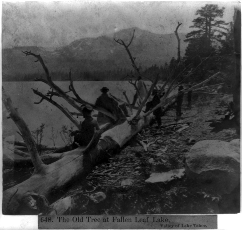 The Old Tree at Fallen Leaf Lake, Valley of Lake Tahoe LCCN2002720137