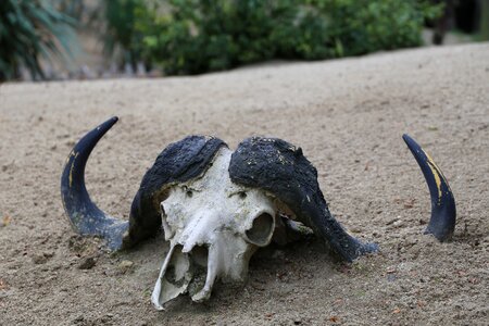 Animal bone cow