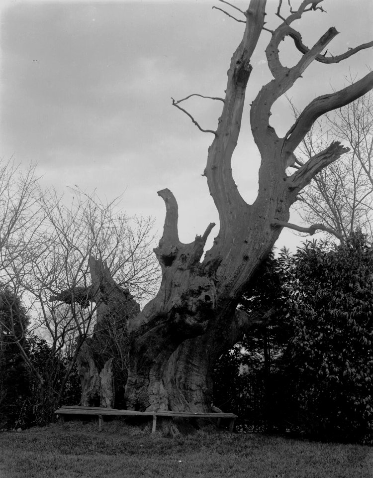 The Old Oak, Bathurst Park, Lydney (4641734)