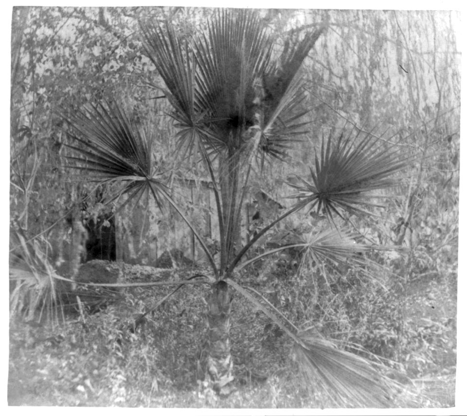 The palmetto tree LCCN2003653277