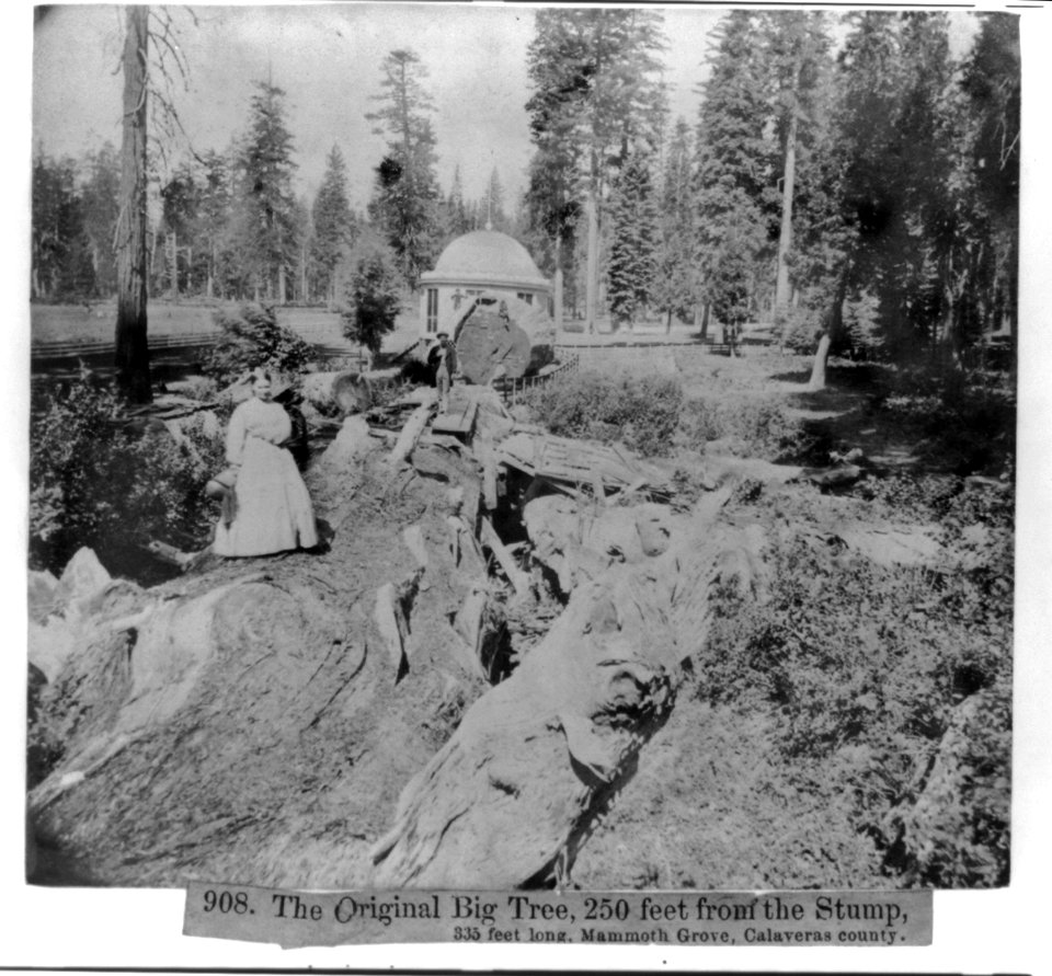 The Original Big Tree, 250 ft from the Stump, 335 ft. long, Mammoth Grove, Calaveras County LCCN2002721316