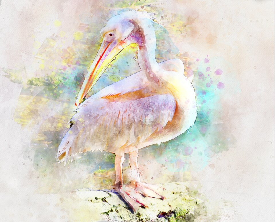 Nature beak feathered race