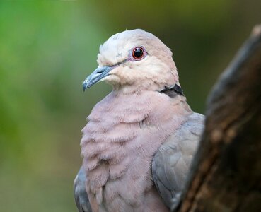 Animal beak dove