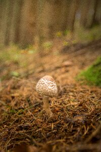 Autumn brown mushroom picking