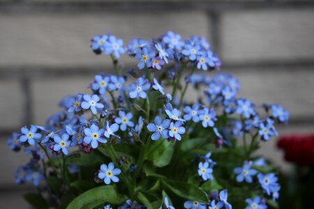 Forget me not garden plant photo