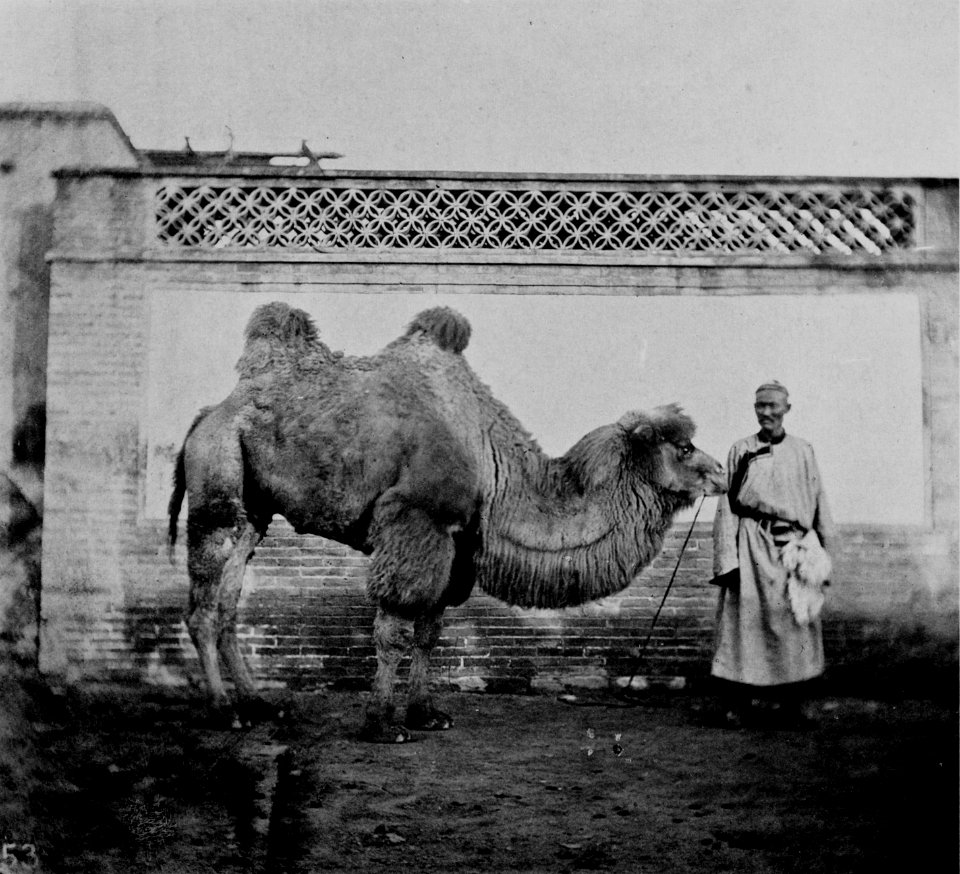 THE PEKINGESE CAMEL
