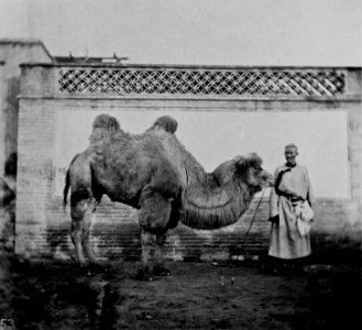 THE PEKINGESE CAMEL photo