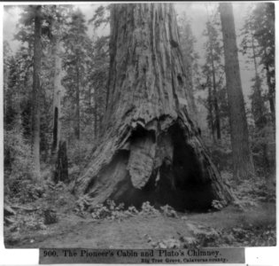 The Pioneer's Cabin and Pluto's Chimney - Big Tree Grove, Calaveras County LCCN2002723007
