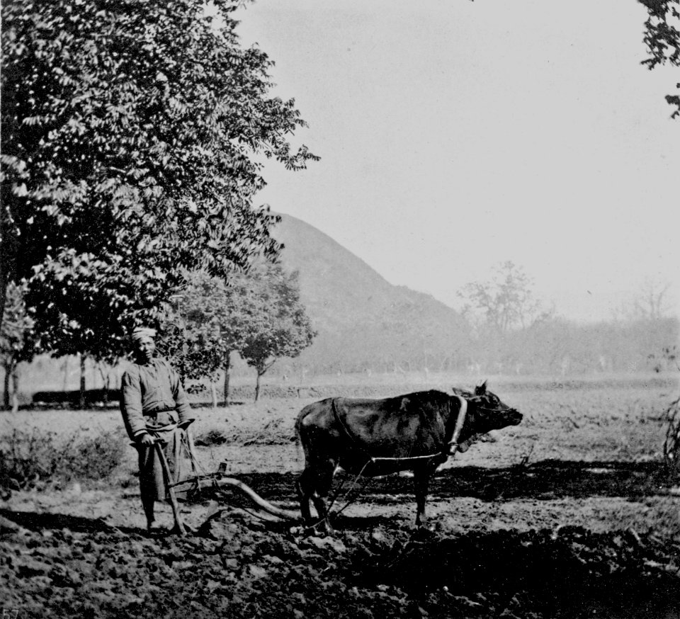 THE PLOUGH