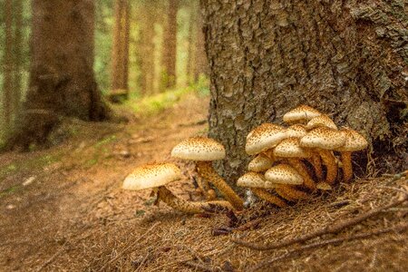 Forest floor nature in the autumn