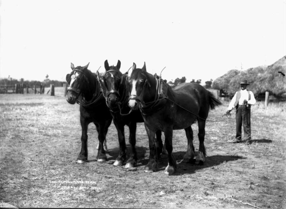 The ploughman's team from The Powerhouse Museum Collection