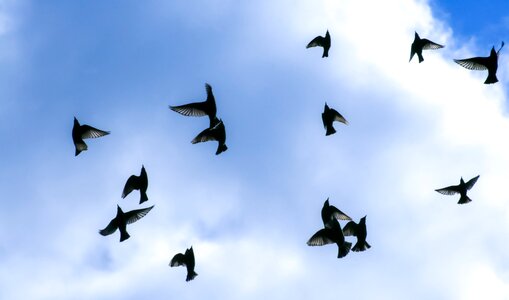 Wing sky wildlife photo