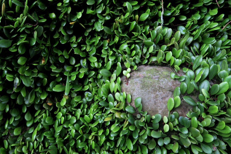 Background stone herb