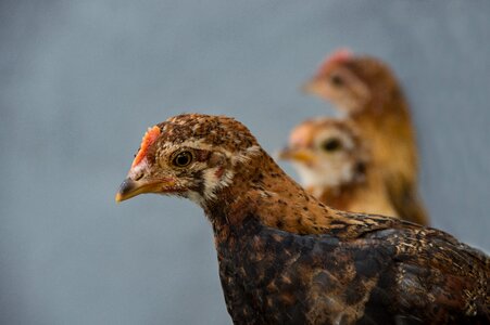 Poultry animals free range