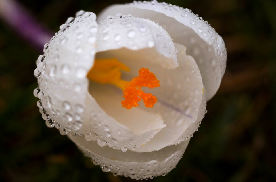 Spring saffron rain drops