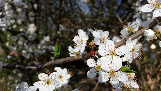 Ladybird spring nature photo