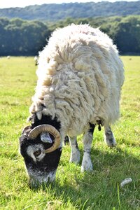 Grazing countryside wool