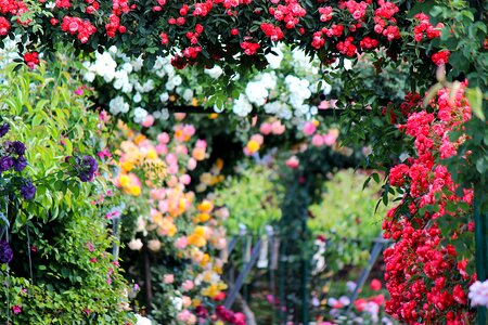 From the garden fukushima red photo