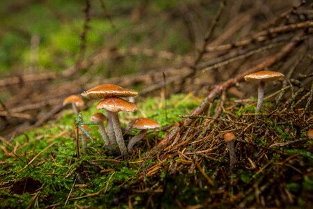 Autumn mushroom green photo