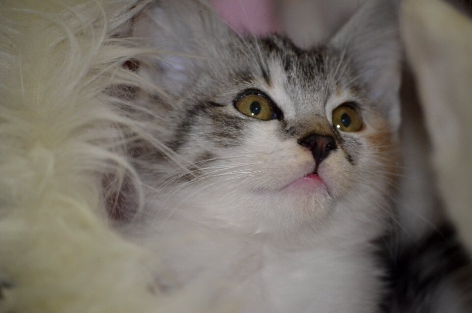 Cat kitten pet baby