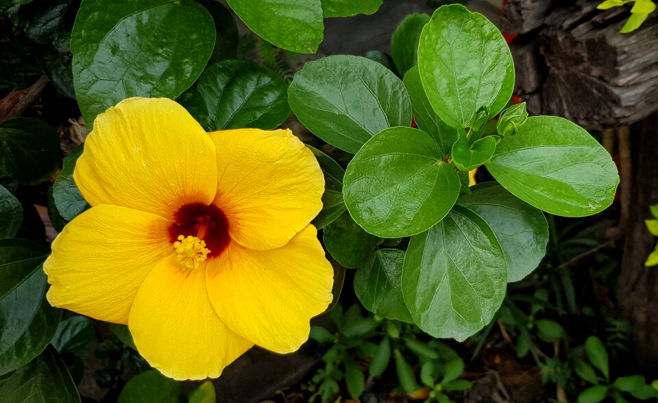 Yellow red nature