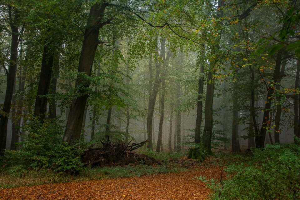Trees autumn green