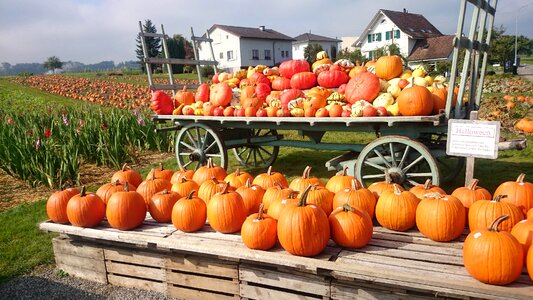 Autumn collections halloween