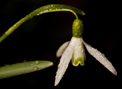 Flower sector macro photo