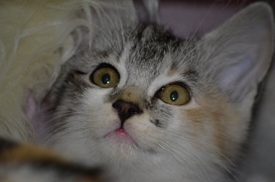 Kitten cat Free photos