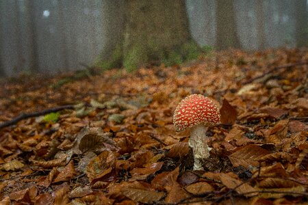 Toxic nature mushroom photo