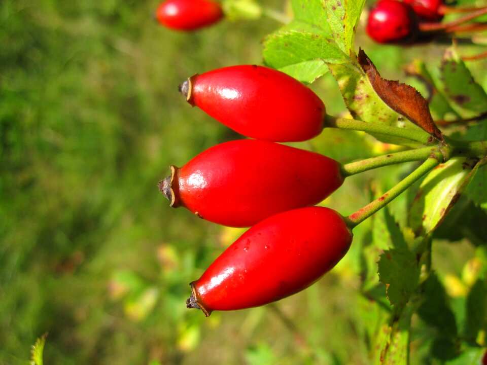 Autumn autumn fruits bright