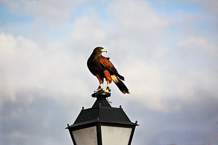 Eagle bird nature