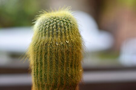 Cactus outdoor nature