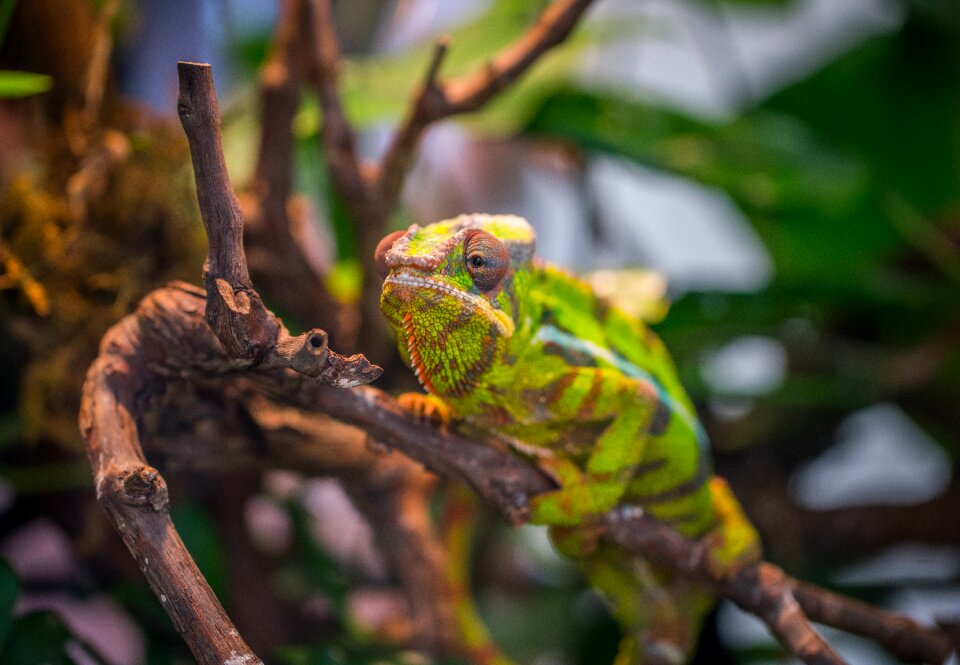 Chameleon exotarium reptile