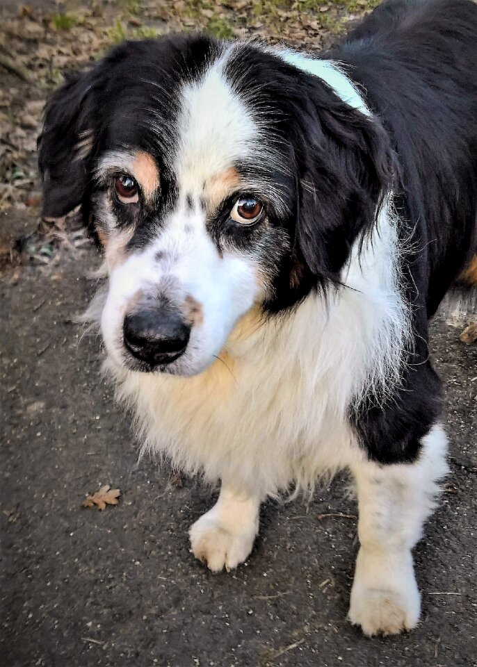 Male black white brown senior