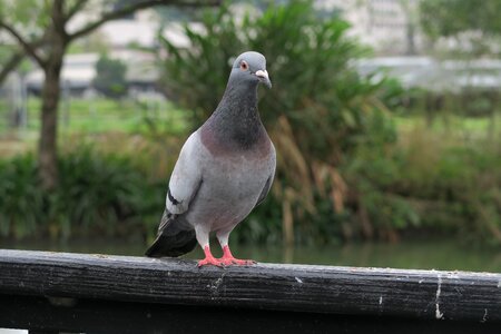Wildlife outdoor pigeon photo