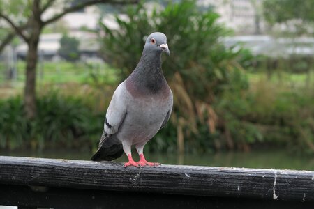Wildlife outdoor pigeon