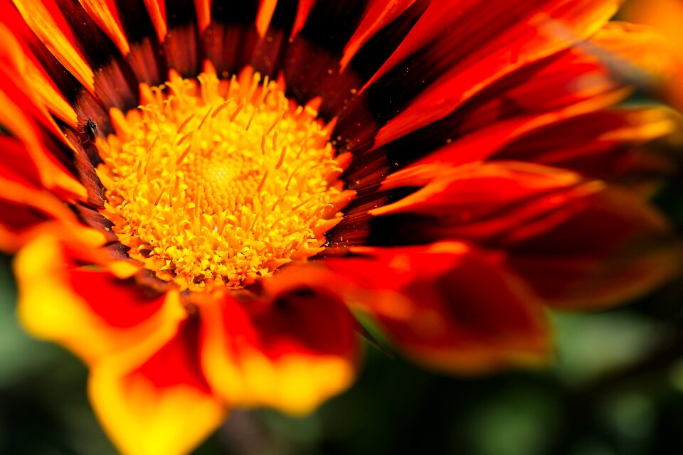 Summer color floral