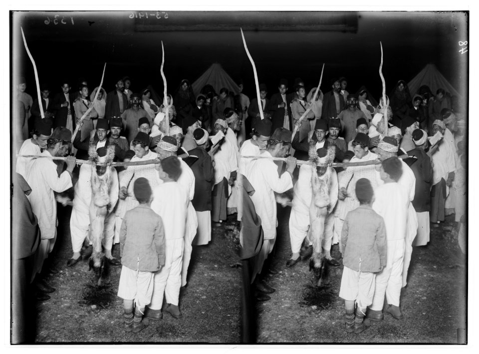 The Samaritan Passover on Mt. Gerizim. Preparing the carcass. LOC matpc.01857