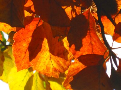 Golden autumn fall leaves sun photo