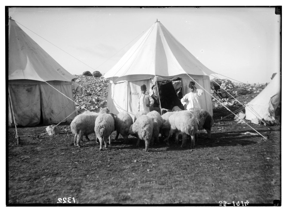 The Samaritan Passover on Mt. Gerizim. Sheep for the sacrifice. LOC matpc.01843